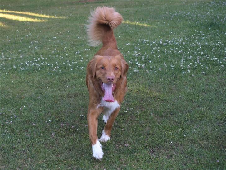 Nova scotia duck tolling retriever Sweet Fearless R.I.P. billede 11