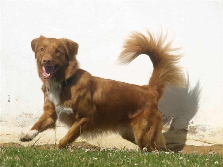 Nova scotia duck tolling retriever Sweet Fearless R.I.P. billede 13