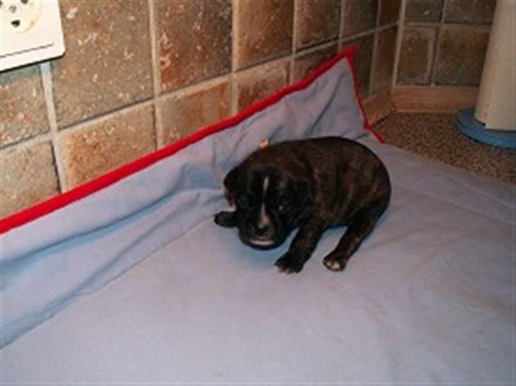 Blanding af racer Buddy billede 7