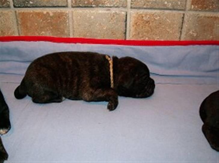 Blanding af racer Buddy billede 8