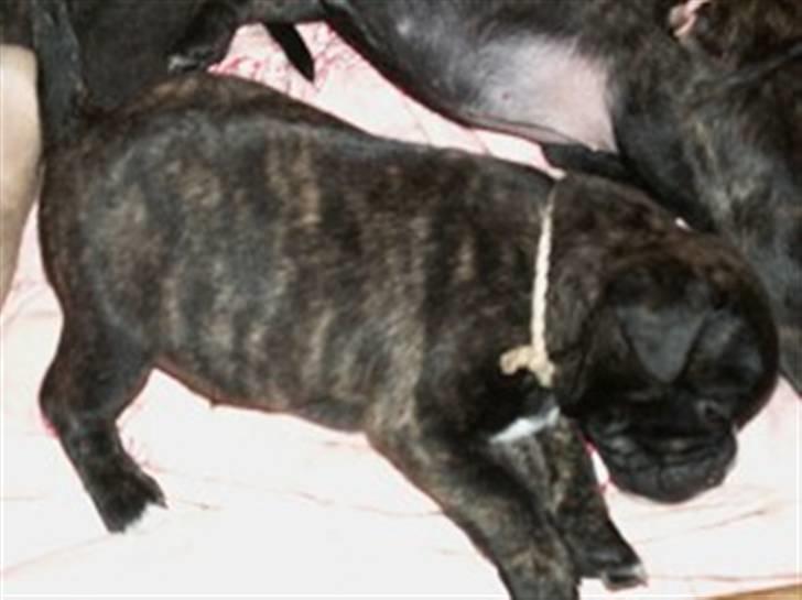 Blanding af racer Buddy billede 9