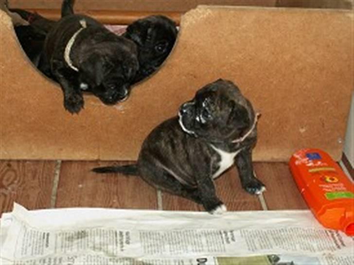 Blanding af racer Buddy - Buddy tjekker op på sin søster efter en gang ormekur, som er havnet i hele hovedet! billede 10