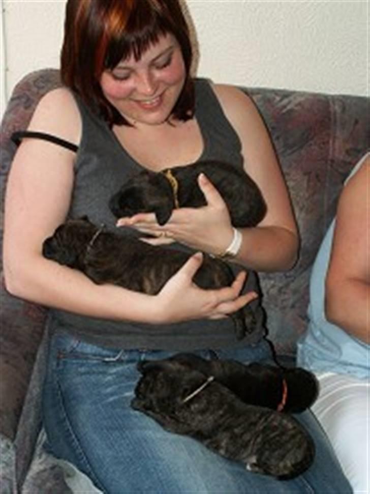 Blanding af racer Buddy - Mig, Buddy og alle hans søskende! billede 11