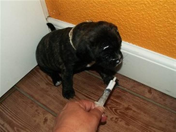 Blanding af racer Buddy - Nej pyha det smager ikke godt det der ormekur! billede 12