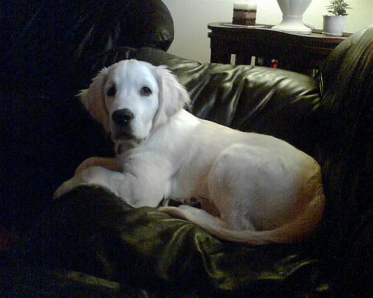 Golden retriever Zeus - Zeus ca 13 uger i hundesofaen billede 6