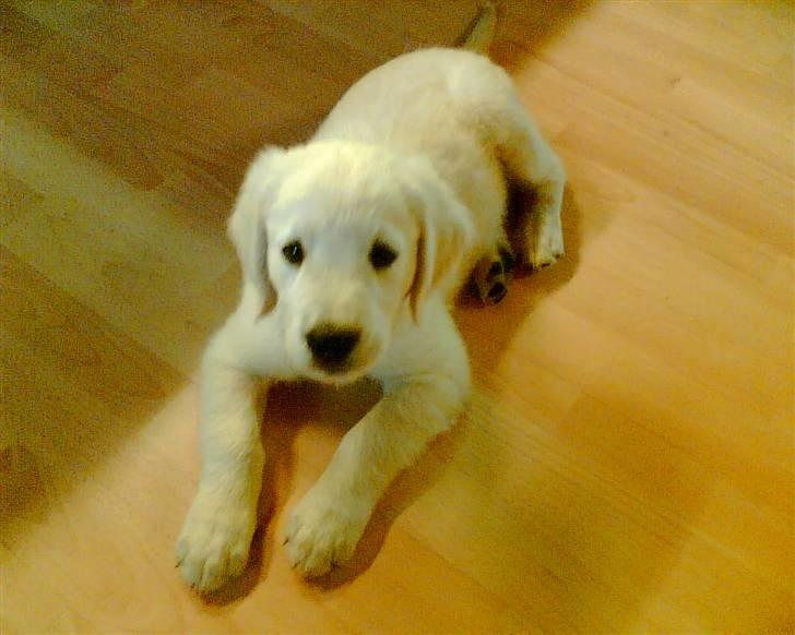 Golden retriever Zeus - Zeus 8½ uge billede 7