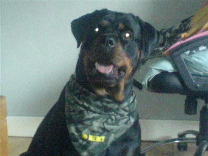 Rottweiler Chica billede 10