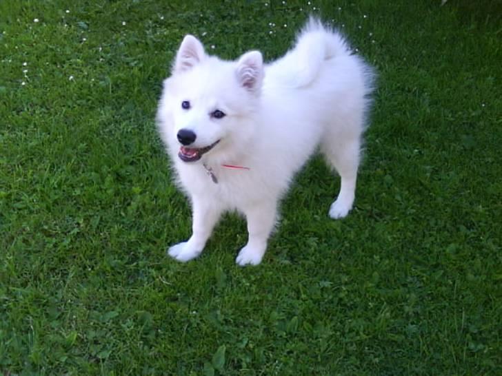 Japansk spids Chanel - se mig mor :) billede 8