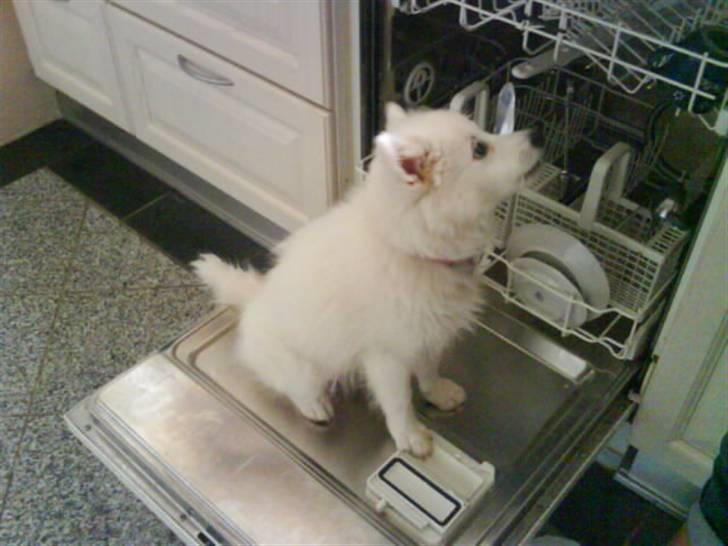 Japansk spids Chanel - mere mad !  billede 9