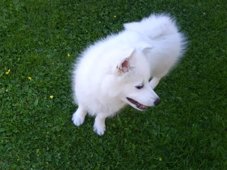 Japansk spids Chanel - fra siden  billede 10