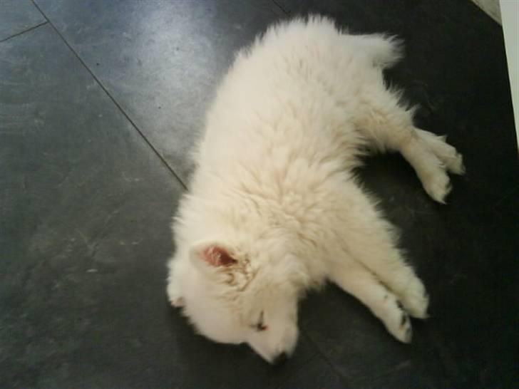 Japansk spids Chanel - hun er ikke særlig gammel der billede 11