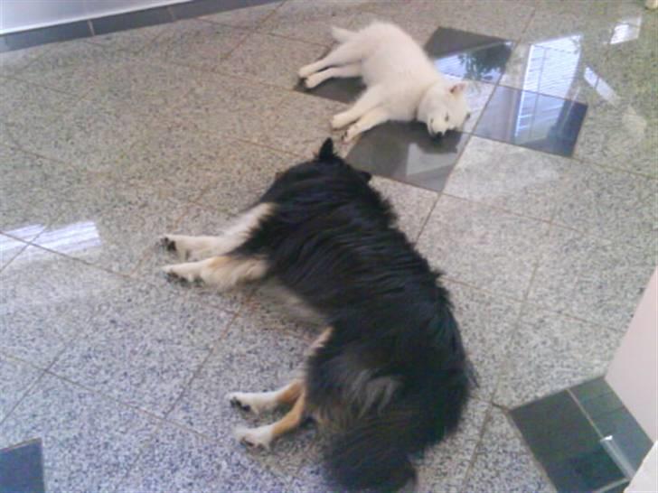 Japansk spids Chanel - her ligger jeg med Chang, men kammerat :) billede 12