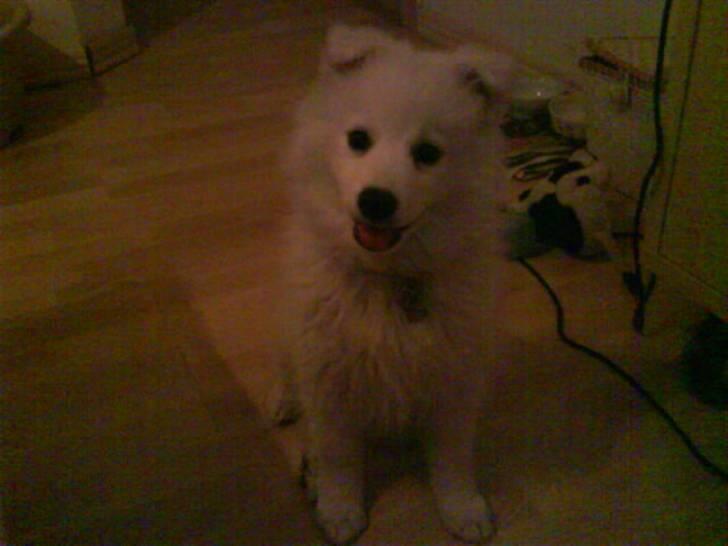 Japansk spids Chanel - hej :) billede 13