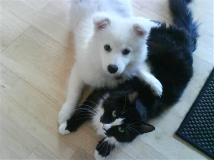 Japansk spids Chanel - vi er gode venner, bare rolig mor :) billede 14