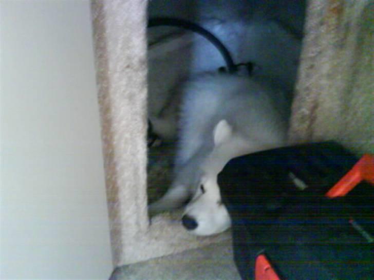 Japansk spids Chanel - mmh, det er så dejligt og lægge ved værktøjet ;) billede 15