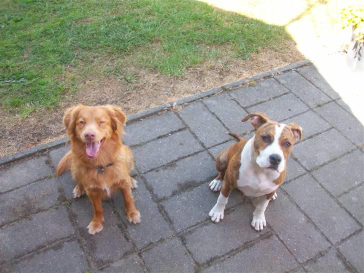 Nova scotia duck tolling retriever Akela - Akela og hendes ven Ludvig billede 20