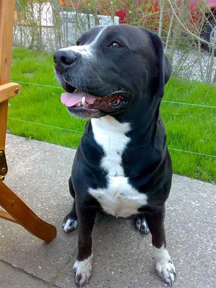 Blanding af racer Naja - Så blev jeg 2 år gammel :o)) Er jeg ikke bare flot ???   Naja i haven d. 4/7-08 billede 6