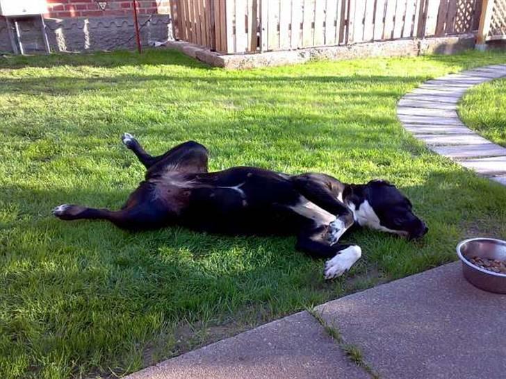Blanding af racer Naja - Årrh det nye græs der er altså bare såå lækkert og ligge på ;o))  Naja hygger i haven *S*  Taget d. 09/07-08 billede 7
