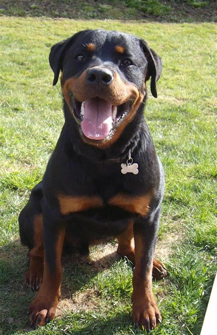Rottweiler Aslan billede 1