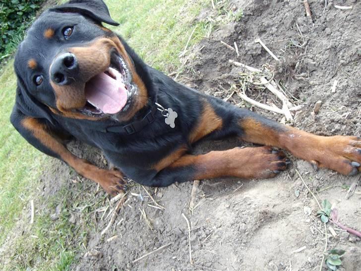 Rottweiler Aslan billede 2