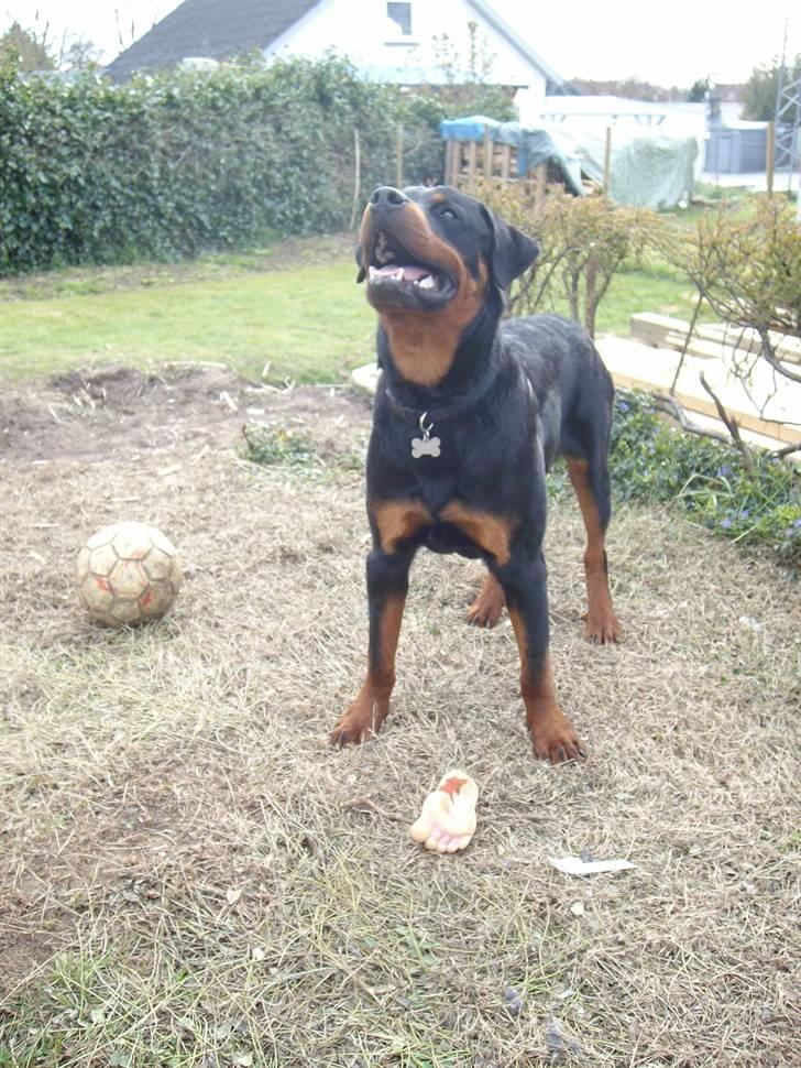 Rottweiler Aslan billede 3