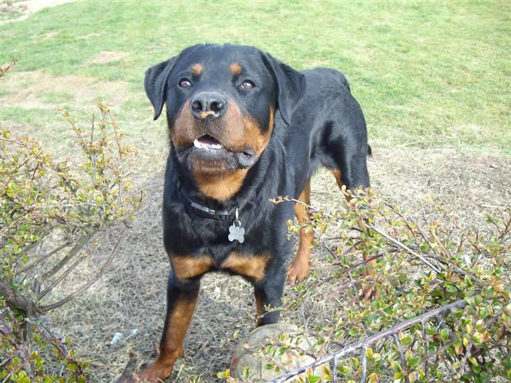 Rottweiler Aslan billede 4