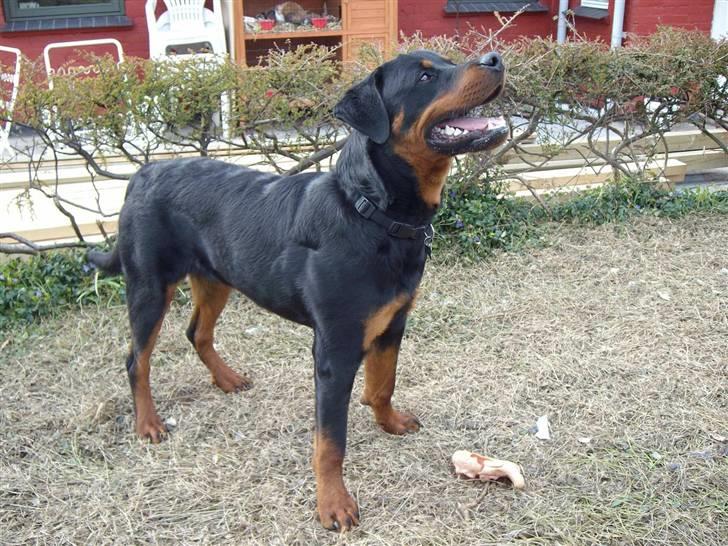 Rottweiler Aslan billede 6