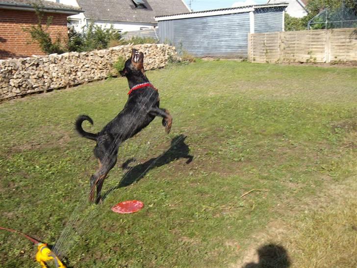 Rottweiler Aslan billede 7