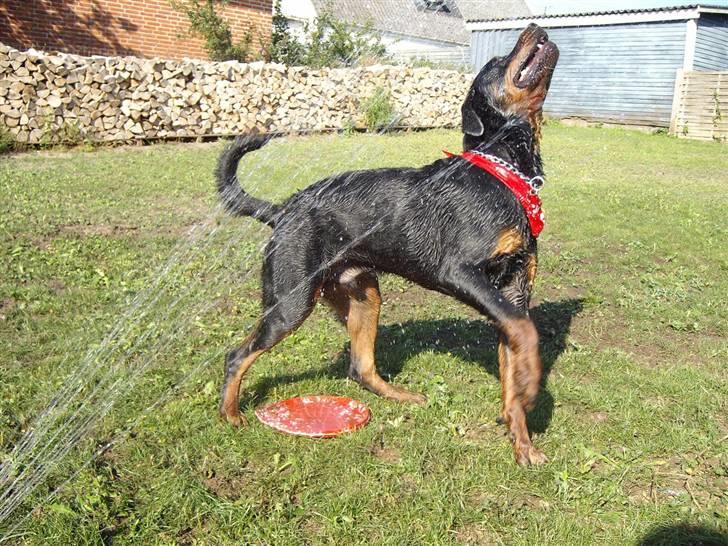 Rottweiler Aslan - Meget våd hund billede 8
