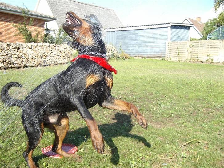 Rottweiler Aslan - Sådan går det når han får lov til at lege med sprinkleren =D billede 9