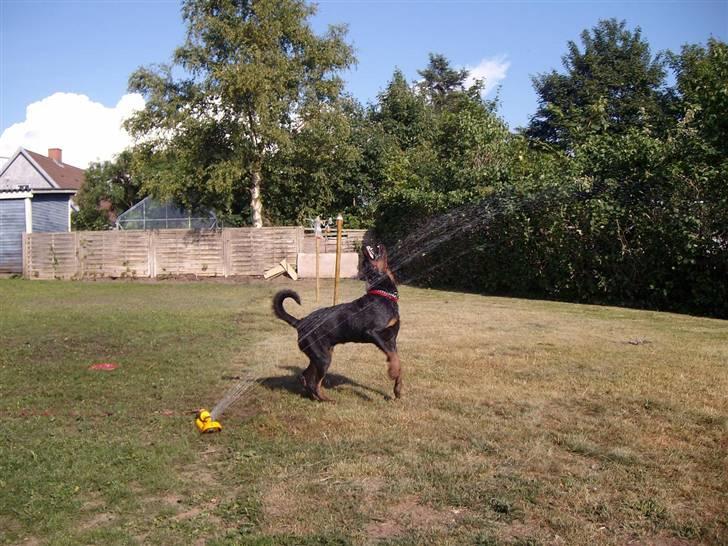 Rottweiler Aslan billede 11