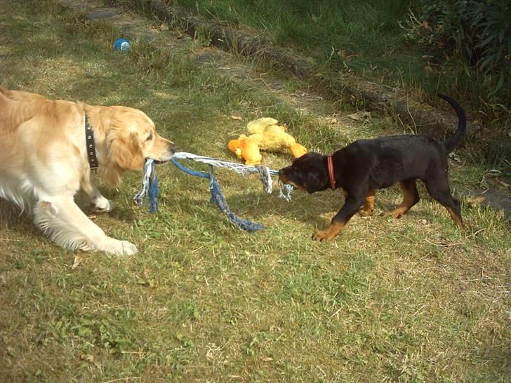 Rottweiler Kita - Nova og Kita billede 8