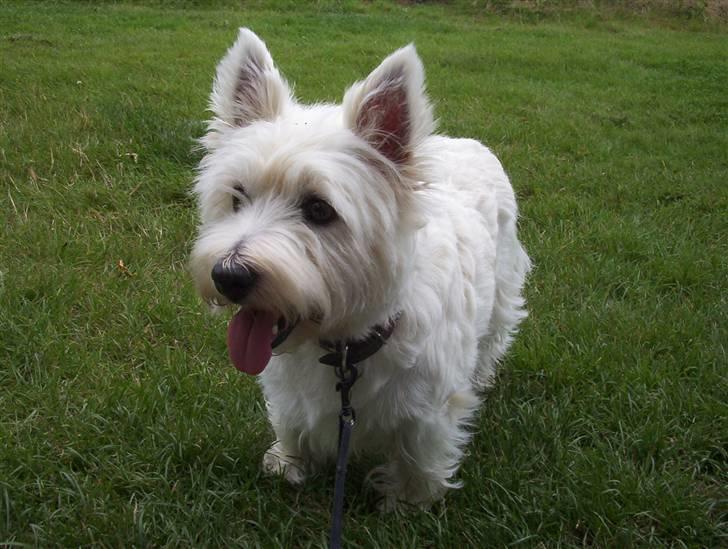 West highland white terrier Magnus billede 1