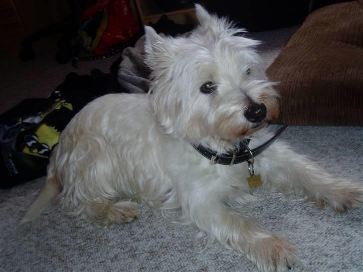 West highland white terrier Magnus billede 2