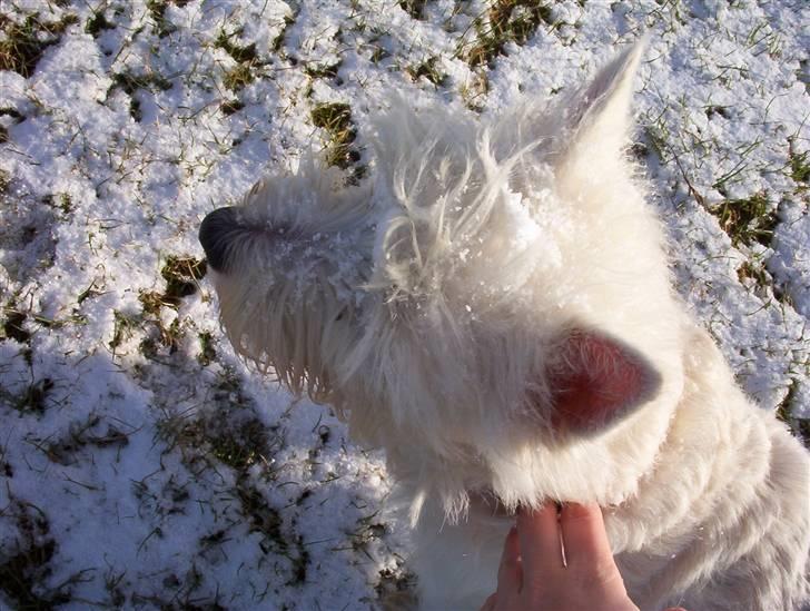 West highland white terrier Magnus - Snehunden Magnus ;D billede 3