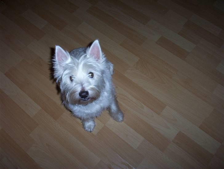West highland white terrier Magnus - Tiggedyr ;D billede 5