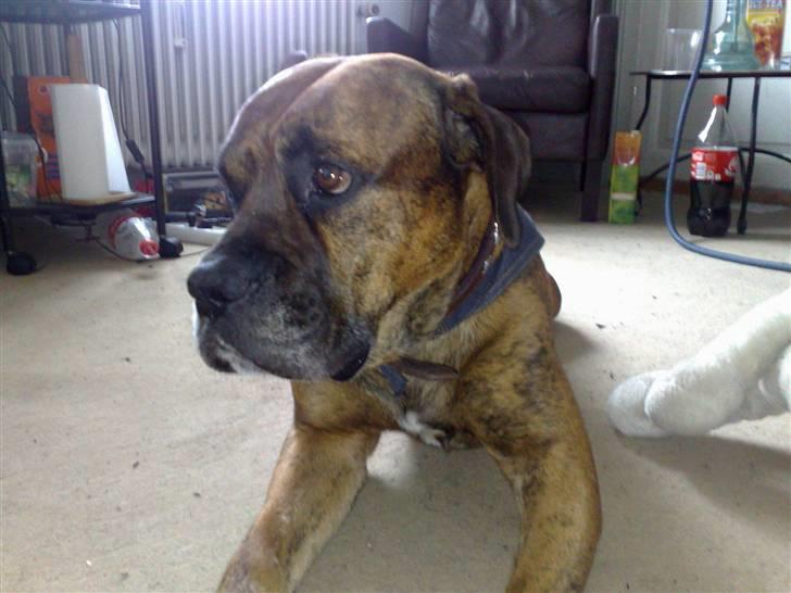 Blanding af racer Victor "All-Mighty" - Man siger at gråt skæg giver mig et sofistikeret udtryk.. ;) billede 1