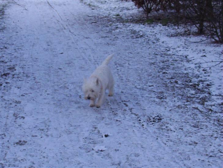 West highland white terrier Magnus - Hun ELSKER sne ;D billede 6
