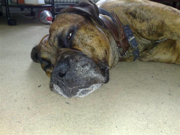 Blanding af racer Victor "All-Mighty" - Jamen man skal jo hvile sig lidt.. billede 2