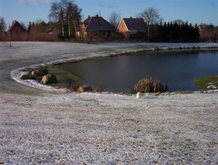 West highland white terrier Magnus - Find hunden :P billede 7