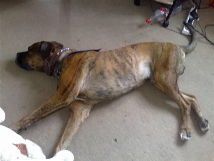 Blanding af racer Victor "All-Mighty" - Og så står han bare og tager billeder af mig... tsk tsk.. billede 3