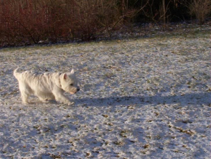 West highland white terrier Magnus billede 8