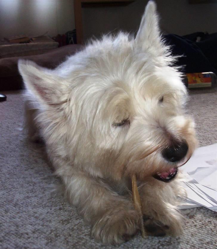 West highland white terrier Magnus billede 9