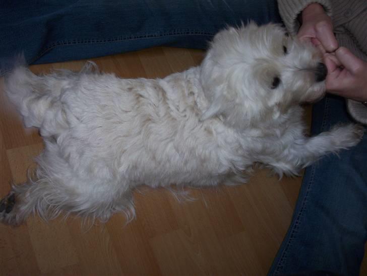 West highland white terrier Magnus - Magnus er farlig og bider i moooar ;) (se hvor sløret halen er, fordi hun logrer så meget) billede 10
