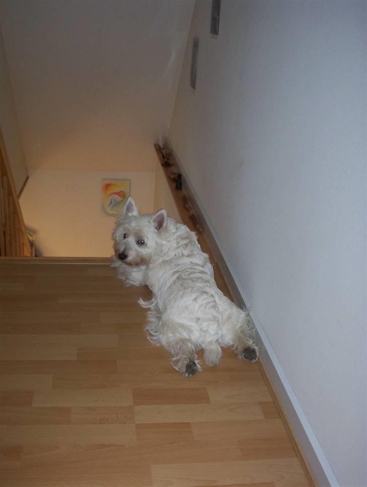 West highland white terrier Magnus - Sådan ser man tit Magnus, fordi hun ikke selv tør gå ned af trappen ;D billede 11