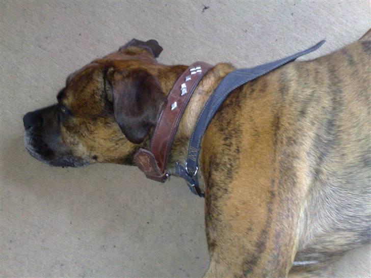 Blanding af racer Victor "All-Mighty" - Ja, jonas.. Jeg ligger her stadig... billede 4