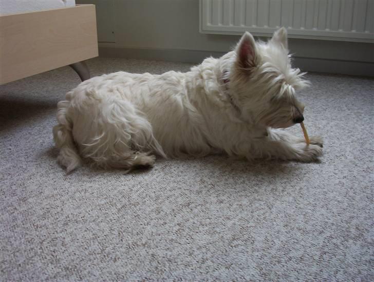 West highland white terrier Magnus - Tyggepinde = lykke ^^ billede 12