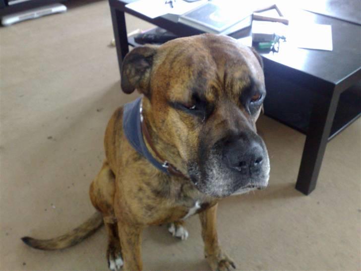 Blanding af racer Victor "All-Mighty" - Jeps, jeg kan også sidde pænt.. billede 5