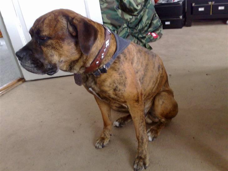 Blanding af racer Victor "All-Mighty" - Er jeg ikke bare fotogen? billede 6