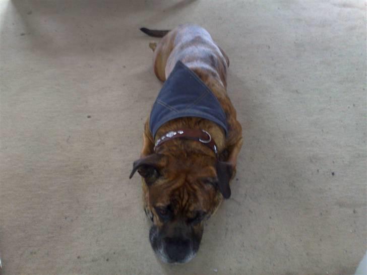 Blanding af racer Victor "All-Mighty" - De siger at jeg er en lang hund... hehe billede 7